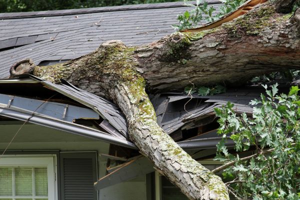 Storm Remediation in Xenia